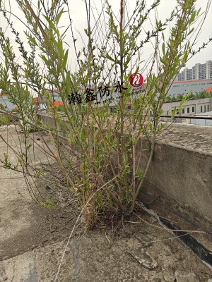 屋面SBS做了六七年，缝里长出树，女儿墙一摁就空——再造防水层工艺，保10年不漏(图3)