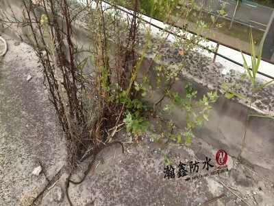 沣东办公楼女儿墙漏水，卷材缝里长满芦根草，根把防水扎穿了(图6)